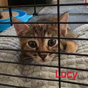 Domestic Short Hair Cats Available for Adoption in Fort Worth, Texas - Lucy | PetCurious
