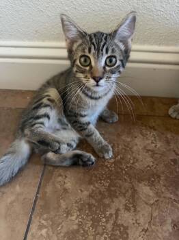 Tabby Cats Available for Adoption in Vacaville, California - Kevin ( AP) | PetCurious
