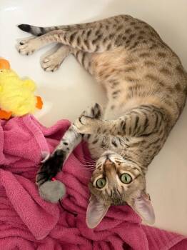 Crouton -  Ocicat Cat for Adoption in Los Angeles, California - Crouton | PetCurious