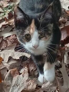 Rescue Calico and Domestic Short Hair Cats for Adoption in Brookhaven, Mississippi - Swifty 25 | PetCurious