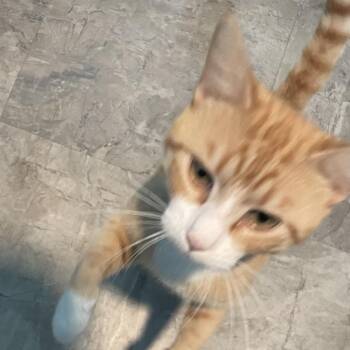 Othello -  Domestic Short Hair Cat for Adoption in Mundelein, Illinois - Othello | PetCurious