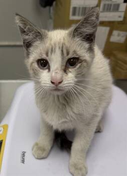 Siamese Cats Available for Adoption in Ontario, California - CREAM | PetCurious