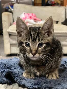 Katmai -  Domestic Short Hair Cat Available for Adoption in Cromwell, Kentucky - Katmai | PetCurious