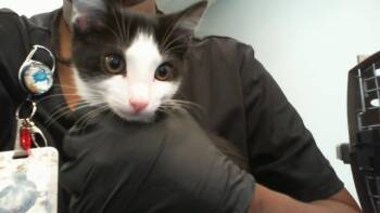 A1266357 -  Domestic Short Hair Cat for Adoption in Charlotte, North Carolina - A1266357 | PetCurious
