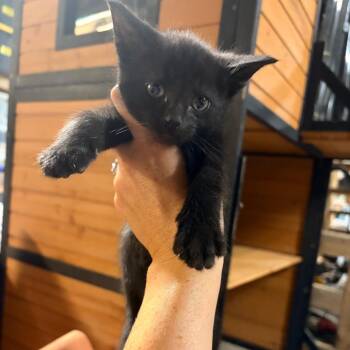 Steve -  Domestic Short Hair Cat for Adoption in Kansas City, Missouri - Steve | PetCurious