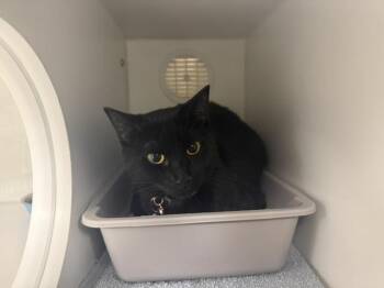 VIOLET -  Domestic Short Hair Cat for Adoption in Kent, Washington - VIOLET | PetCurious