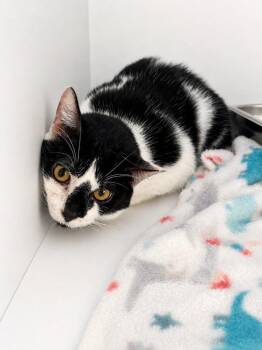 Domestic Short Hair Cats Available for Adoption in Pine Grove, Pennsylvania - Runt | PetCurious