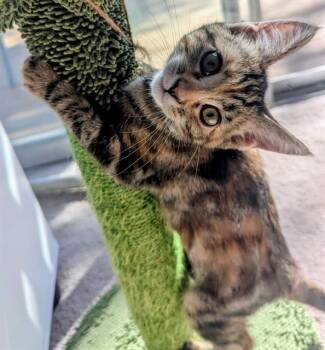 Rescue Domestic Short Hair Cats for Adoption in Long Beach, California - HOLLY | PetCurious