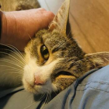Coachella -  Domestic Short Hair Cat for Adoption in Indianapolis, Indiana - Coachella | PetCurious