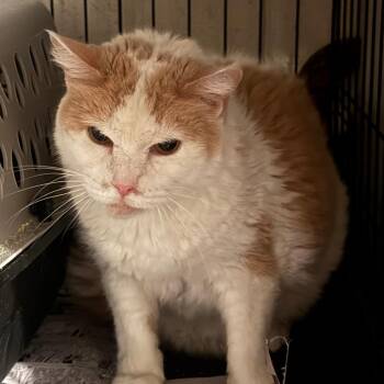 Jerky Jack -  Domestic Short Hair Cat for Adoption in Ashtabula, Ohio - Jerky Jack | PetCurious