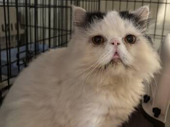 Rescue Persian Cats for Adoption in Fairfax, Virginia - Beno (Persian) | PetCurious