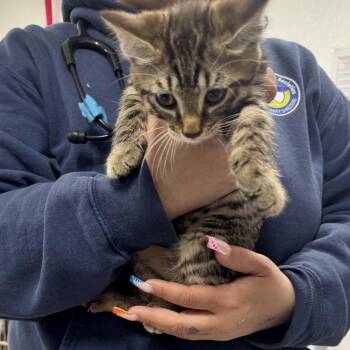 Domestic Short Hair Cats Available for Adoption in Newark, New Jersey - AHNJ-Stray-46427 | PetCurious