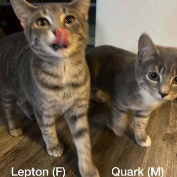 Lepton (F) & Quark (M)--BONDED SIBS -  Domestic Short Hair Cat for Adoption in Fair Haven, Vermont - Lepton (F) & Quark (M)--BONDED SIBS | PetCurious