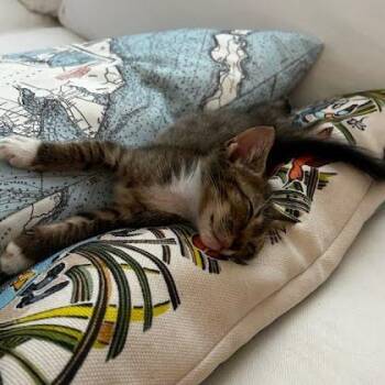 Thelma -  Domestic Short Hair Cat for Adoption in Chattanooga, Tennessee - Thelma | PetCurious