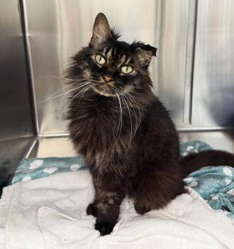 Domestic Long Hair Cats Available for Adoption in Miami Beach, Florida - Vesper | PetCurious