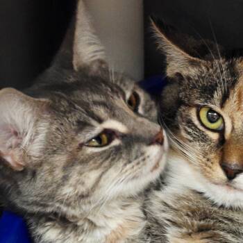 Rescue Domestic Short Hair Cats for Adoption in Newport, North Carolina - Gillian | PetCurious