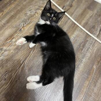 Ivy -  Domestic Short Hair Cat for Adoption in Chattanooga, Tennessee - Ivy | PetCurious