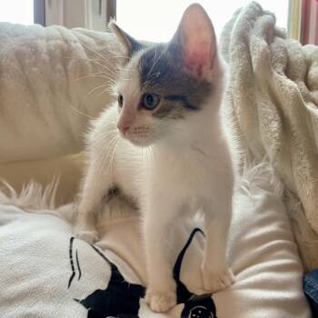 Jon B. -  Domestic Short Hair Cat for Adoption in La Grange, Kentucky - Jon B. | PetCurious