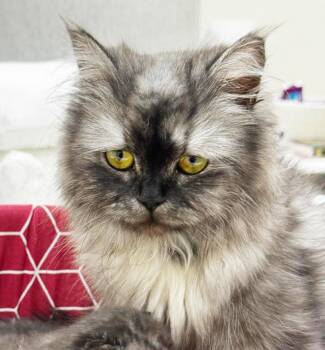 Cashmere is unreal - SPECTACULAR young Chinchilla momma - VIDEOS -  Chinchilla and Persian Cat for Adoption in Bedford Hills, New York - Cashmere Is Unreal - SPECTACULAR Young Chinchilla Momma - VIDEOS | PetCurious