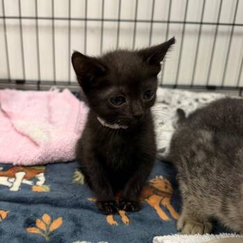 Nija 26 -  Domestic Short Hair Cat for Adoption in Austin, Texas - Nija 26 | PetCurious
