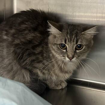 Blankie -  Domestic Long Hair Cat for Adoption in Corbin, Kentucky - Blankie | PetCurious