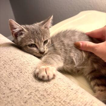 Rescue Domestic Short Hair Cats for Adoption in Austin, Texas - Bouldin Creek Cafe 30 | PetCurious