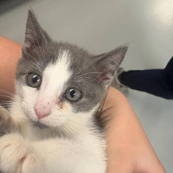 Josie -  Domestic Short Hair Cat for Adoption in Allentown, Pennsylvania - Josie | PetCurious