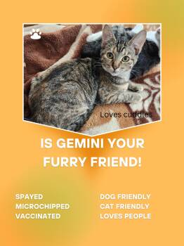 Rescue Tabby Cats for Adoption in Brigham City, Utah - Gemini | PetCurious