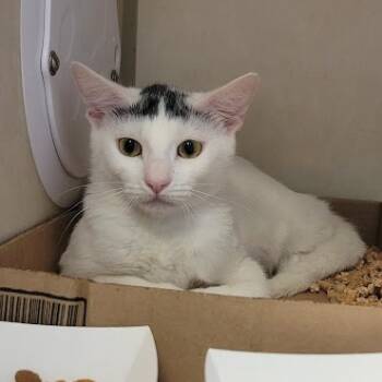 Rescue Domestic Short Hair Cats for Adoption in Westminster, California - Osita | PetCurious