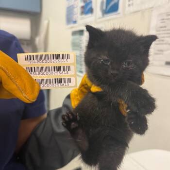 Chevy -  Domestic Medium Hair Cat for Adoption in Charleston, West Virginia - Chevy | PetCurious