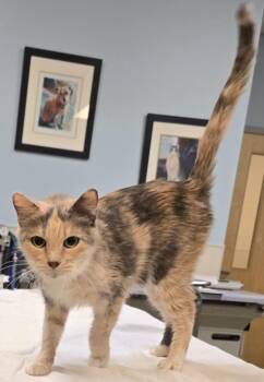 Domestic Short Hair Cats Available for Adoption in Murphysboro, Illinois - Dapple | PetCurious