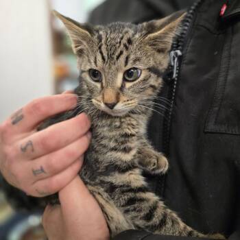 Hobby Lobby -  Domestic Medium Hair Cat for Adoption in Hinesville, Georgia - Hobby Lobby | PetCurious