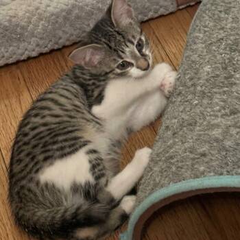 Popcorn -  Domestic Short Hair Cat for Adoption in Warrior, Alabama - Popcorn | PetCurious