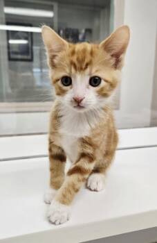 Red -  Domestic Short Hair Cat Available for Adoption in Surrey, British Columbia - Red | PetCurious