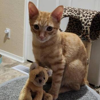 Rescue Domestic Short Hair Cats for Adoption in Silverton, Oregon - Orlando (w/ Ophelia) | PetCurious