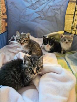 Domestic Short Hair Cats Available for Adoption in Hartsville, South Carolina - Scott | PetCurious