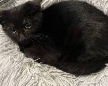 Rescue Domestic Short Hair Cats for Adoption in Zimmerman, Minnesota - Houdini | PetCurious