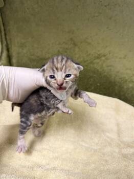 LILO -  Domestic Short Hair Cat for Adoption in Riverside, California - LILO | PetCurious