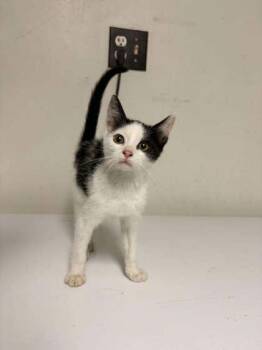Chess -  Domestic Short Hair Cat for Adoption in Lock Haven, Pennsylvania - Chess | PetCurious
