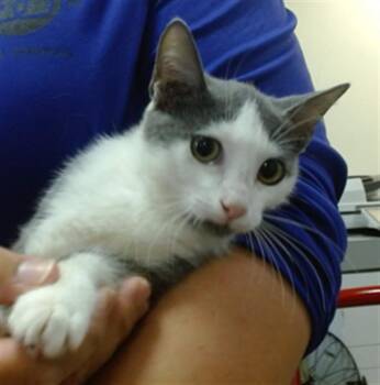 CONCRETE -  Domestic Short Hair Cat for Adoption in Doral, Florida - CONCRETE | PetCurious