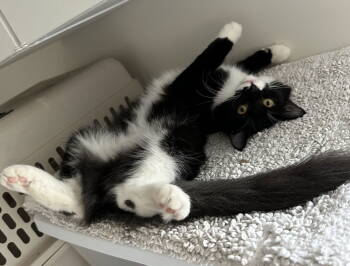 Rescue Domestic Long Hair Cats for Adoption in Chandler, Arizona - Violet (bonded To Cairo) | PetCurious