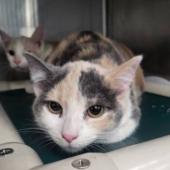 Domestic Short Hair Cats Available for Adoption - Anita | PetCurious