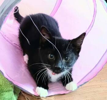 Little Miss -  Domestic Short Hair Cat for Adoption in Belchertown, Massachusetts - Little Miss | PetCurious