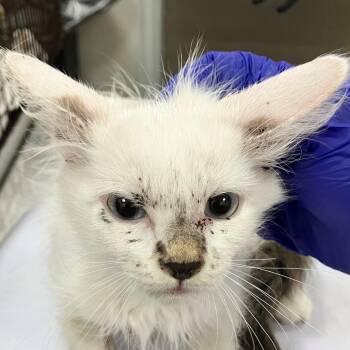 Leah -  Domestic Short Hair Cat for Adoption in Las Cruces, New Mexico - Leah | PetCurious