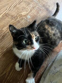 Rescue Domestic Short Hair Cats for Adoption - Amanda | PetCurious