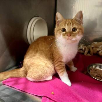 Domestic Short Hair Cats Available for Adoption in Candler, North Carolina - Bumble | PetCurious
