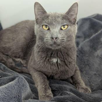 Rescue Domestic Short Hair Cats for Adoption in Washington, Iowa - Carmilla - Love Bug | PetCurious