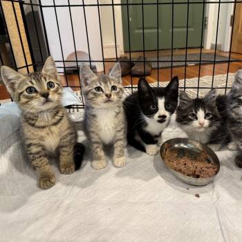 Pastina aka Tina (Monroe st kitten 5) -  Domestic Short Hair Cat for Adoption in Westport, Connecticut - Pastina Aka Tina (Monroe St Kitten 5) | PetCurious