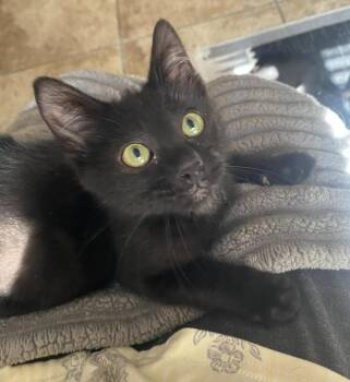 Benjamin 4 -  Domestic Short Hair Cat for Adoption in Tucson, Arizona - Benjamin 4 | PetCurious