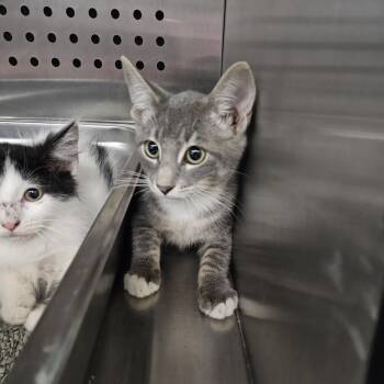 Food Processor -  Domestic Short Hair Cat for Adoption in Austin, Texas - Food Processor | PetCurious